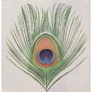 XTC